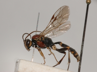 Cratichneumon_cottrelli