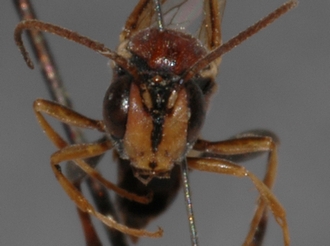 Cratichneumon_cottrelli
