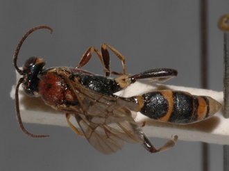 Cratichneumon_cottrelli