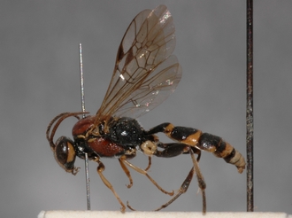 Cratichneumon_cottrelli