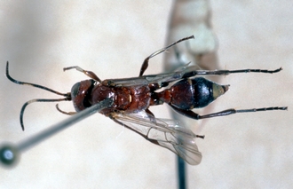 Neotypus_angolensis_habitus_dorsal_454b