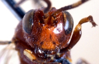 Neotypus_angolensis_head_454d