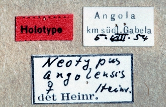 Neotypus_angolensis_labels_454e