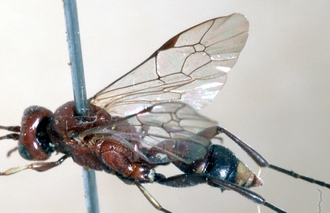 Neotypus_angolensis_wings_454c