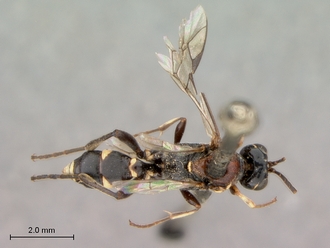 images/Neotypus_formosus_habitus_dorsal_330.jpg