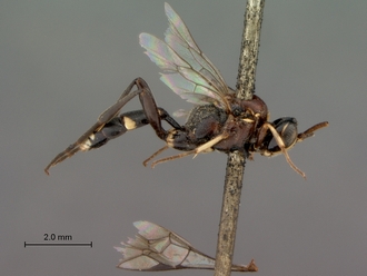images/Neotypus_formosus_habitus_lateral_330.jpg