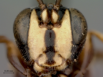 Neotypus_formosus_head_frontal