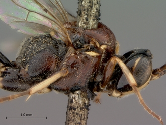 Neotypus_formosus_head_mesosoma_lateral