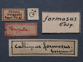 Neotypus_formosus_labels
