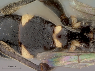 Neotypus_formosus_petiole_dorsal