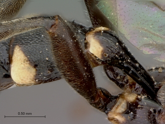 Neotypus_formosus_petiole_lateral