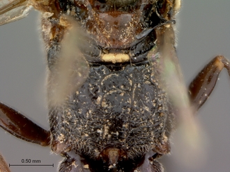 Neotypus_formosus_propodeum
