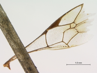 Neotypus_formosus_wings