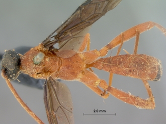 Phaisura_fumatipennis_HOLOTYPE