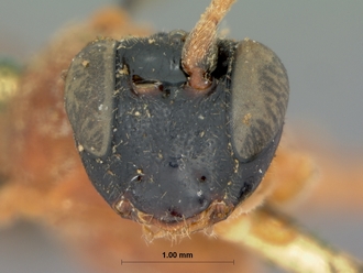 Phaisura_fumatipennis_HOLOTYPE