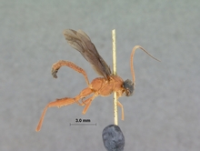 Phaisura_fumatipennis_HOLOTYPE