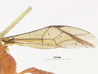 Phaisura_fumatipennis_HOLOTYPE
