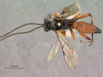 Platylabus_massajae_habitus_dorsal