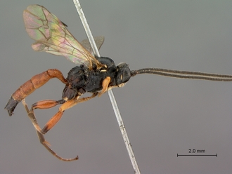 Platylabus_massajae_habitus_lateral