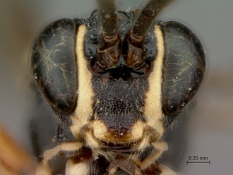 Platylabus_massajae_head_frontal