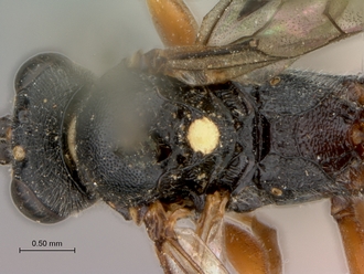 Platylabus_massajae_head_mesosoma_dorsal