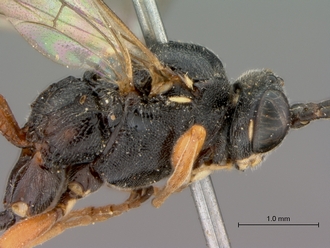 Platylabus_massajae_head_mesosoma_lateral