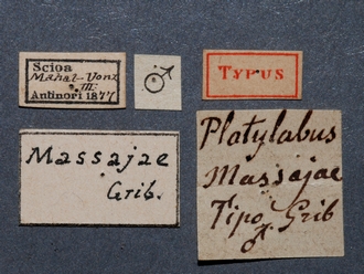 Platylabus_massajae_labels