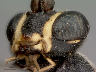 Platylabus_massajae_mandible