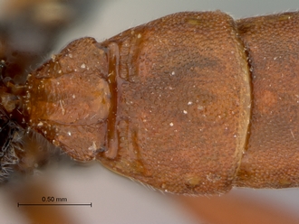 Platylabus_massajae_petiole_dorsal