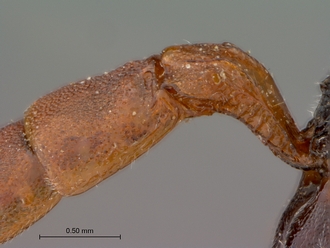 Platylabus_massajae_petiole_lateral