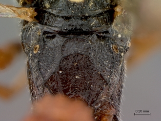 Platylabus_massajae_propodeum