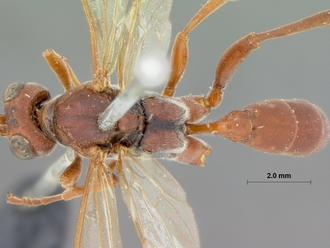Chasmias_nigromaculatus_HOLOTYPE