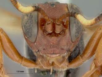 Chasmias_nigromaculatus_HOLOTYPE