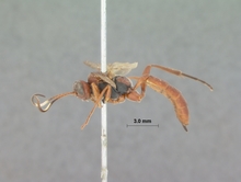 Procerochasmias_nigromaculatus_HOLOTYPE