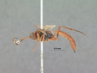 Chasmias_nigromaculatus_HOLOTYPE