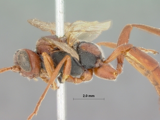 Chasmias_nigromaculatus_HOLOTYPE