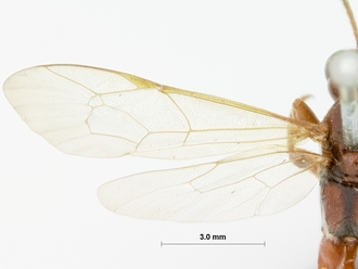 Chasmias_nigromaculatus_HOLOTYPE