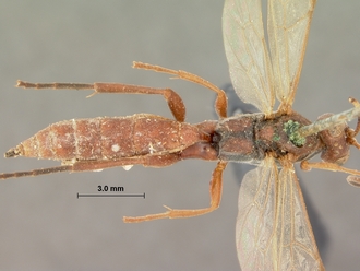 Exephanes_nigromaculatus_HOLOTYPE