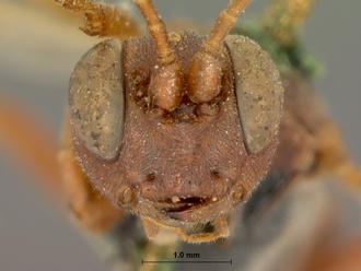 Exephanes_nigromaculatus_HOLOTYPE