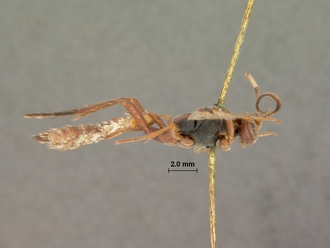 Exephanes_nigromaculatus_HOLOTYPE