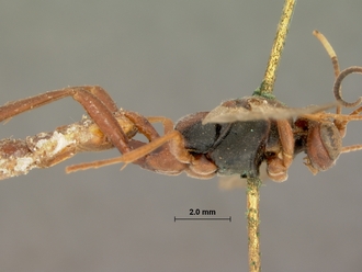 Exephanes_nigromaculatus_HOLOTYPE