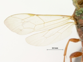 Exephanes_nigromaculatus_HOLOTYPE