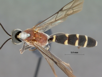 Pseudocillimus_rubrithorax_HOLOTYPE