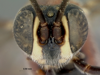 Pseudocillimus_rubrithorax_HOLOTYPE