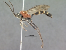 Pseudocillimus_rubrithorax_HOLOTYPE