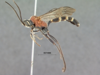 Pseudocillimus_rubrithorax_HOLOTYPE