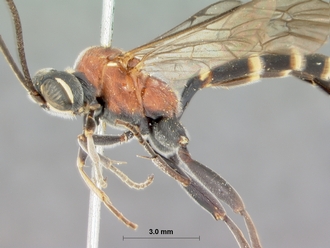 Pseudocillimus_rubrithorax_HOLOTYPE