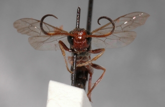 Anisobas_quadrinotatus 