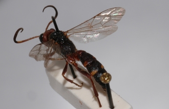 Anisobas_quadrinotatus 
