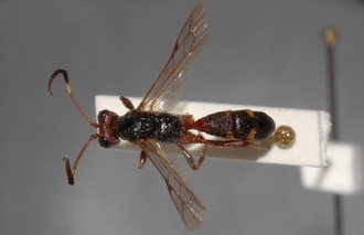 Anisobas_quadrinotatus_labels